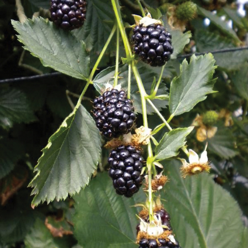 Ежевика Рубен (Rubus fruticosus 'Reuben')