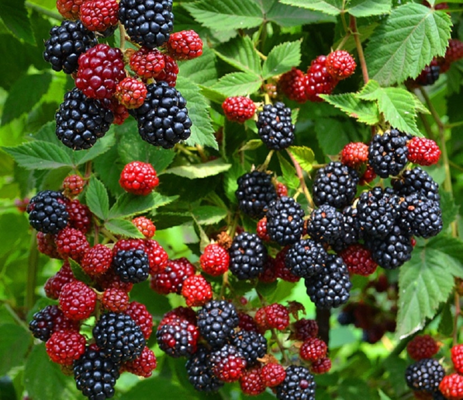 Ежевика Навахо (Rubus fruticosus 'Navaho')