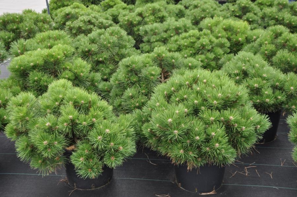 Сосна черная Нана (Pinus nigra 'Nana')