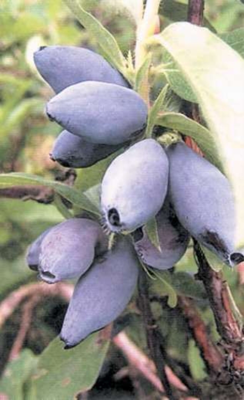 Жимолость съедобная Павловская (Lonicera caerulea 'Pavlovskaya')