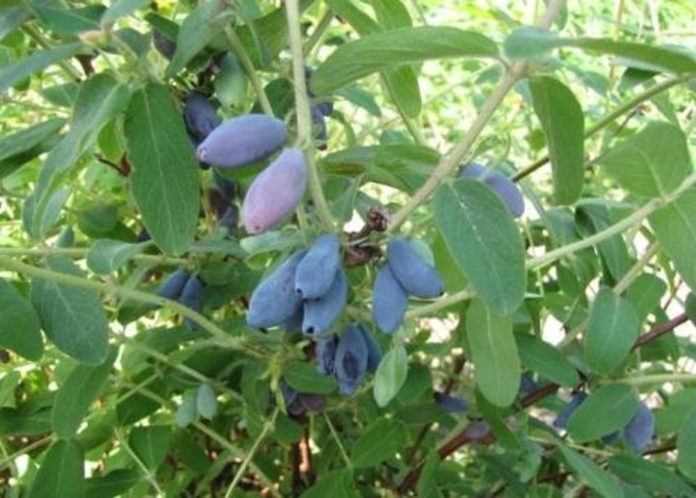 Жимолость съедобная Нижегородская ранняя (Lonicera caerulea 'Nizhegorodskaya Rannyaya')
