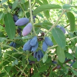 Жимолость съедобная Нижегородская ранняя (Lonicera caerulea 'Nizhegorodskaya Rannyaya')