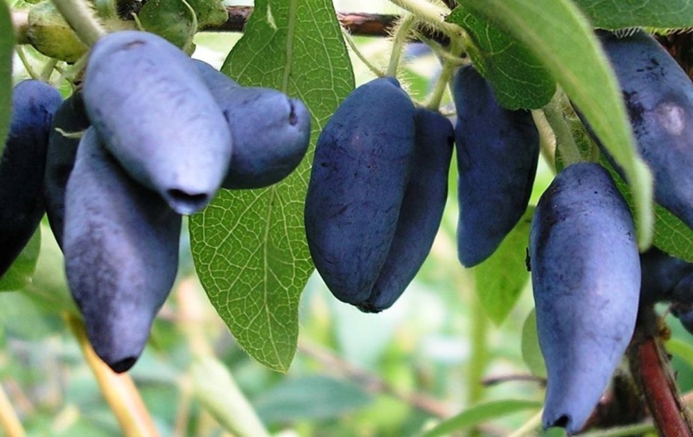 Жимолость съедобная Мальвина (Lonicera caerulea 'Malvina')