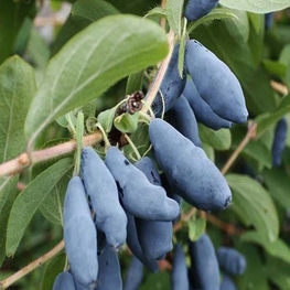Жимолость съедобная Калинка (Lonicera caerulea 'Kalinka')