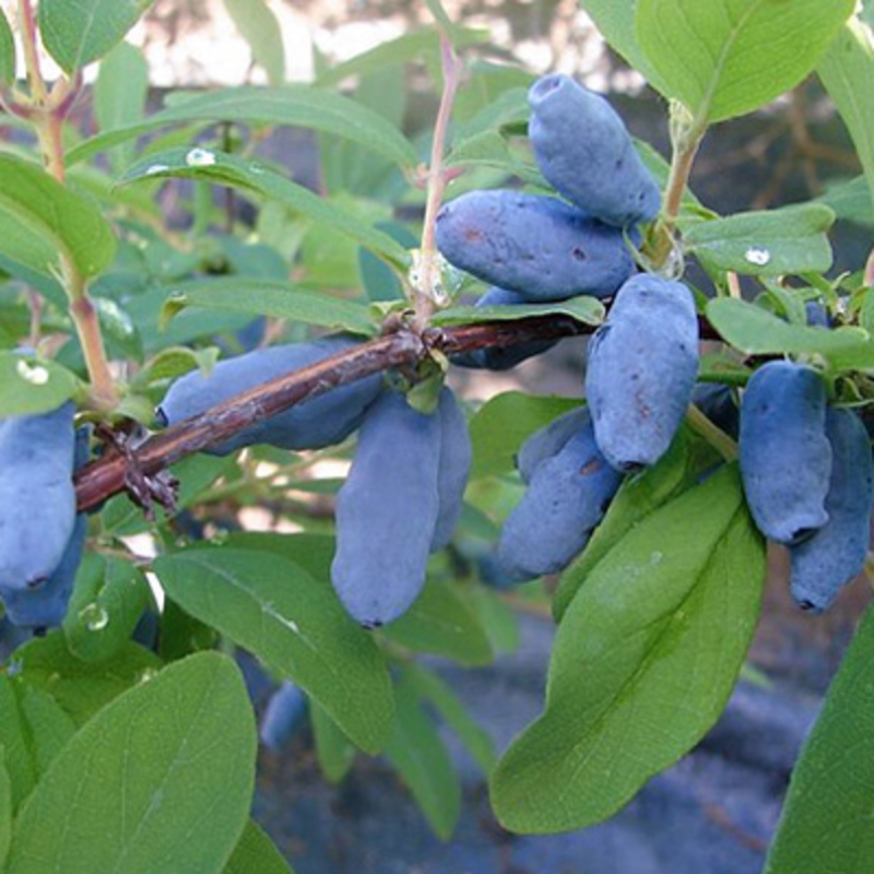Жимолость съедобная Волхова (Lonicera caerulea 'Volkhova')
