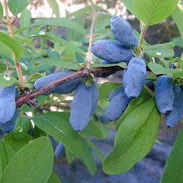 Жимолость съедобная Волхова (Lonicera caerulea 'Volkhova')
