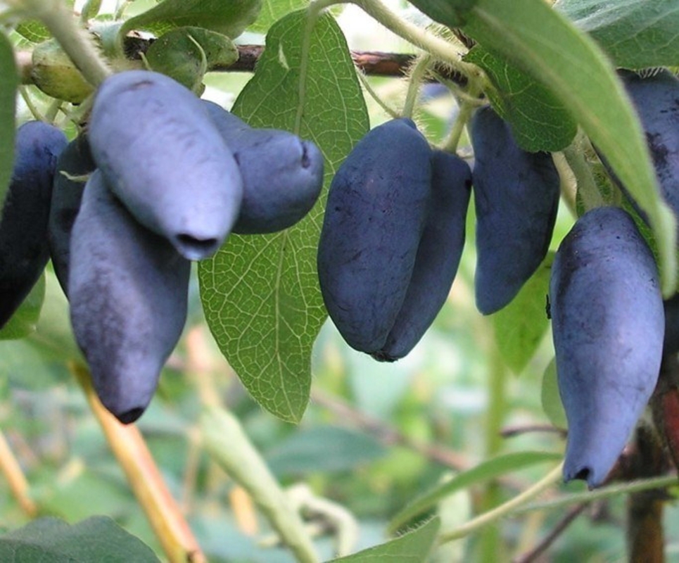 Жимолость съедобная Югана (Lonicera caerulea 'Yugana')