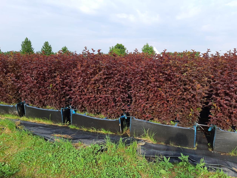 Пузыреплодник калинолистный Андреа (Physocarpus opulifolius 'Andrea')