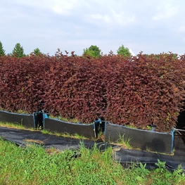 Пузыреплодник калинолистный Андреа (Physocarpus opulifolius 'Andrea')