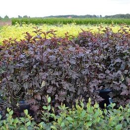 Пузыреплодник калинолистный Андреа (Physocarpus opulifolius 'Andrea')