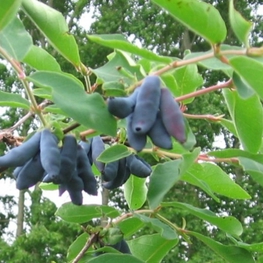 Жимолость съедобная Бакчарская (Lonicera caerulea 'Bakcharskaya')