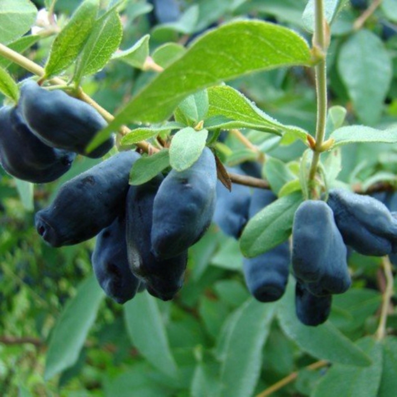 Жимолость съедобная Бархат (Lonicera caerulea 'Barkhat')