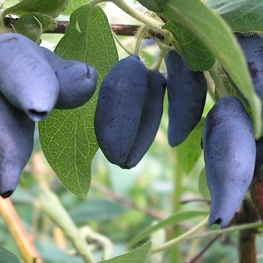 Жимолость съедобная Волшебница (Lonicera caerulea 'Volshebnitsa')