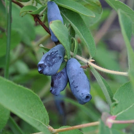 Жимолость съедобная Фиалка (Lonicera caerulea 'Fialka')