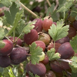 Крыжовник Грушенька (Ribes uva-crispa 'Grushenka')