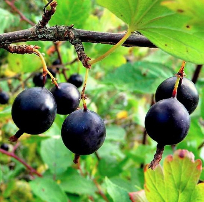 Крыжовник Орленок (Ribes uva-crispa 'Orlyonok')