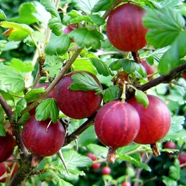 Крыжовник Салют (Ribes uva-crispa 'Salyut')