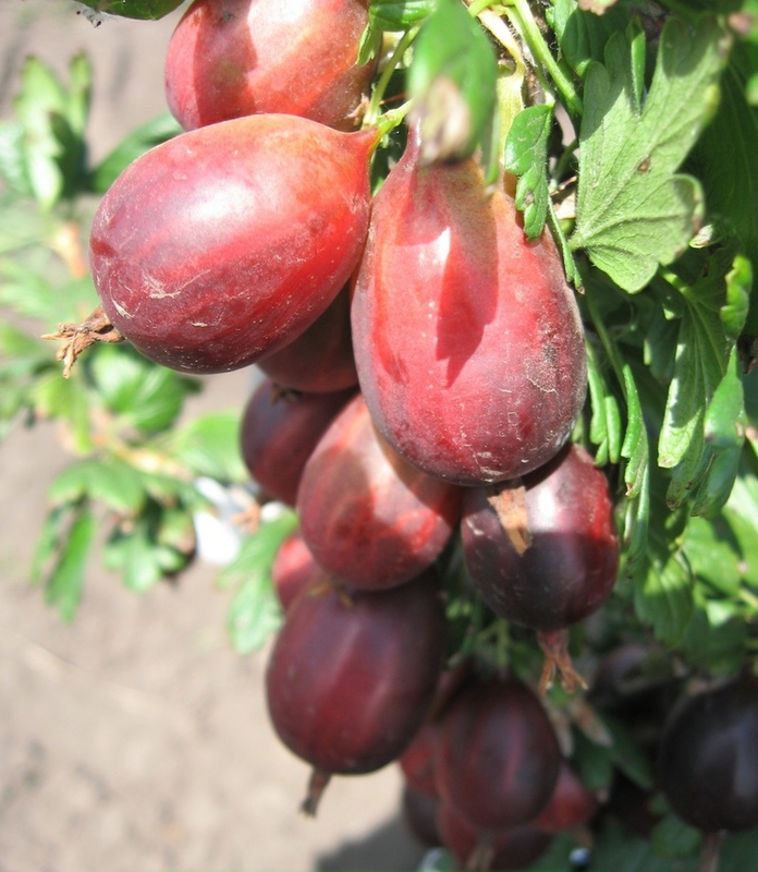 Крыжовник Серенада (Ribes uva-crispa 'Serenada')