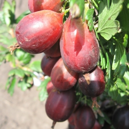 Крыжовник Серенада (Ribes uva-crispa 'Serenada')