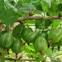 Крыжовник Уральский виноград (Ribes uva-crispa 'Uralskiy Vinograd')