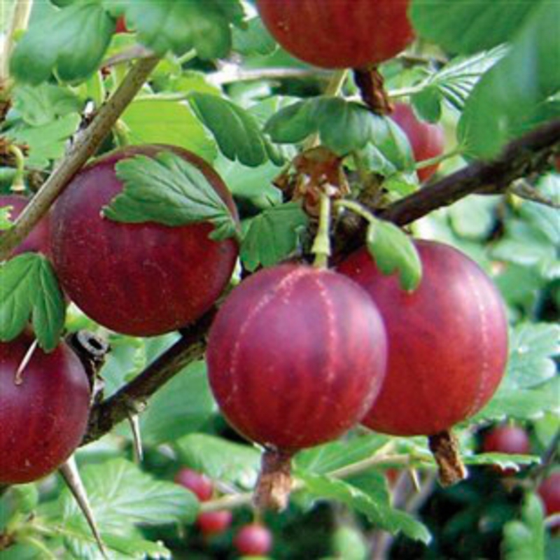 Крыжовник Колобок (Ribes uva-crispa 'Kolobok')