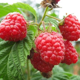 Малина Скромница (Rubus idaeus 'Skromnitsa')