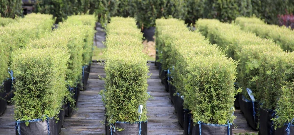 Спирея серая Грефшейм (Spiraea × cinerea 'Grefsheim')