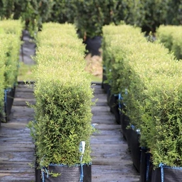 Спирея серая Грефшейм (Spiraea × cinerea 'Grefsheim')