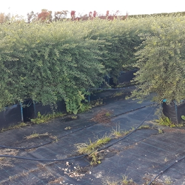 Спирея серая Грефшейм (Spiraea × cinerea 'Grefsheim')