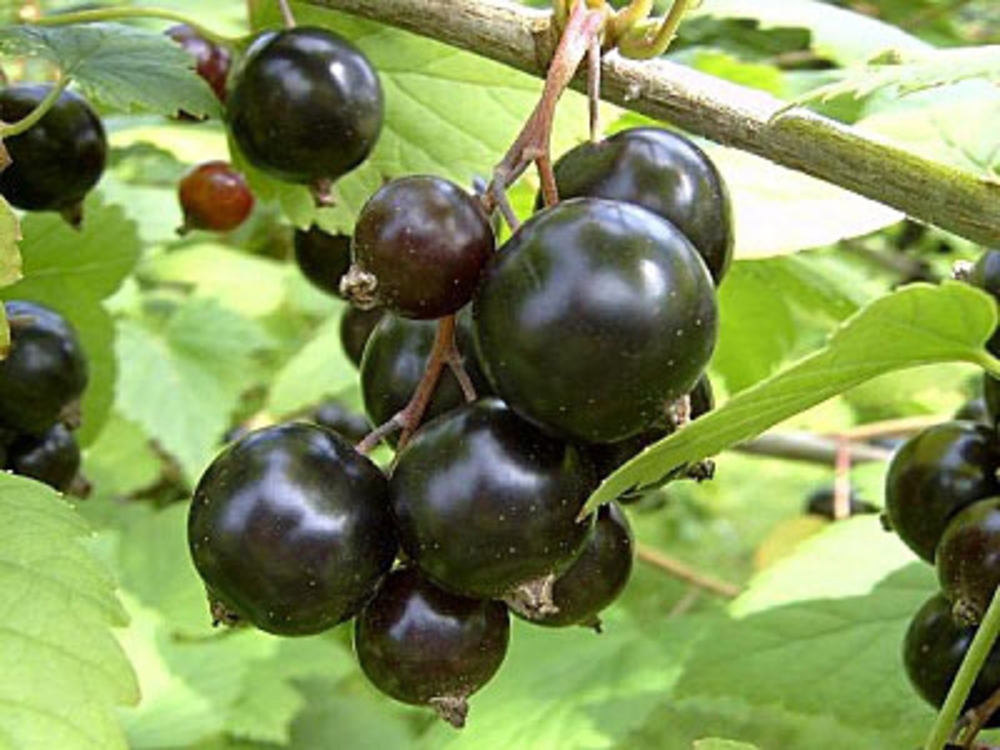 Смородина черная Ядреная (Ribes nigrum 'Yadrenaya')