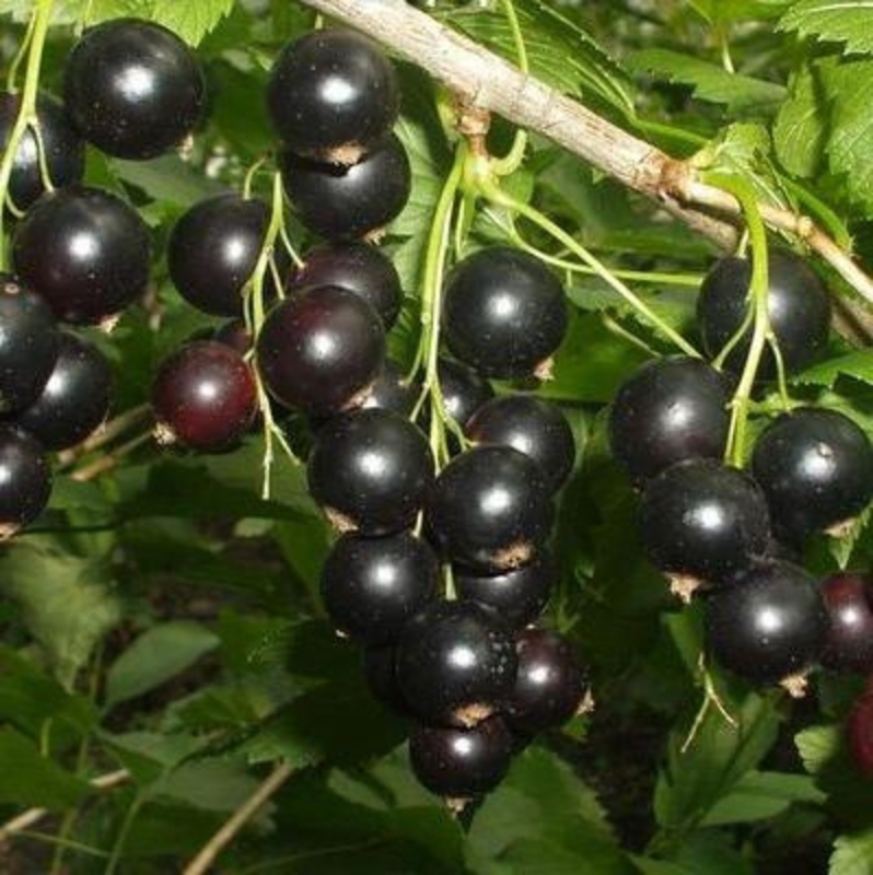 Смородина черная Зеленая дымка (Ribes nigrum 'Zelenaya Dymka')