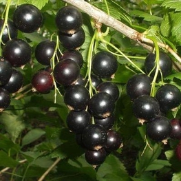 Смородина черная Зеленая дымка (Ribes nigrum 'Zelenaya Dymka')