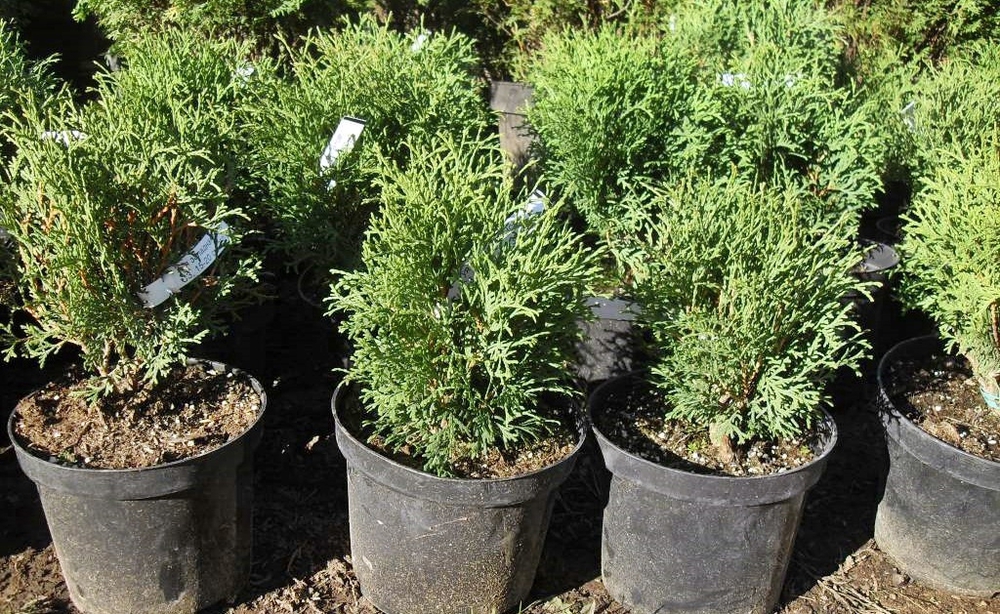 Туя западная Хозери (Thuja occidentalis 'Hoseri')