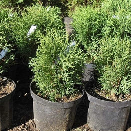 Туя западная Хозери (Thuja occidentalis 'Hoseri')