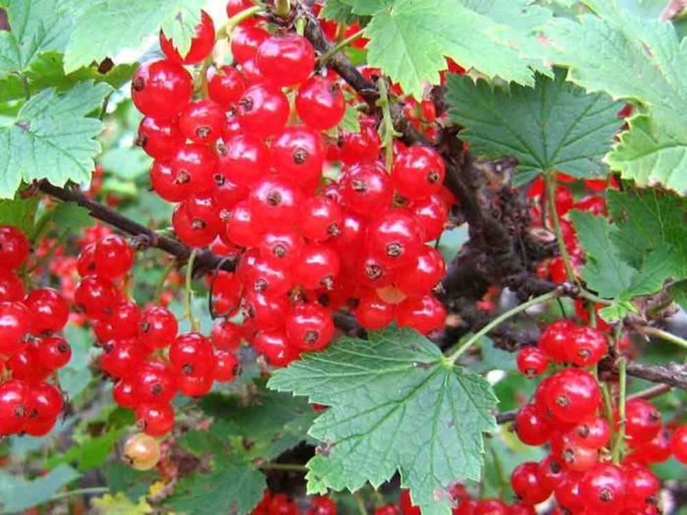Смородина красная Натали (Ribes rubrum 'Natali')