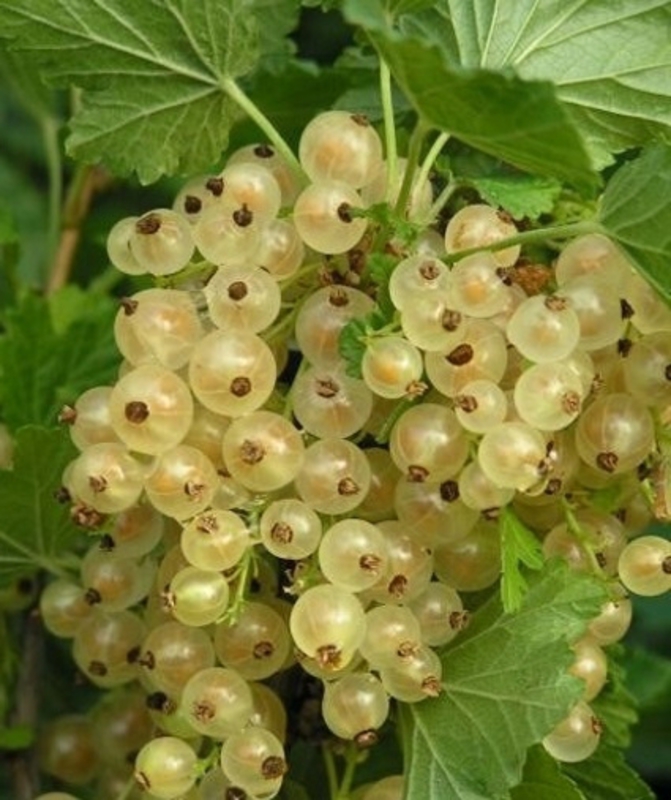 Смородина белая Версальская (Ribes rubrum 'Versailles')
