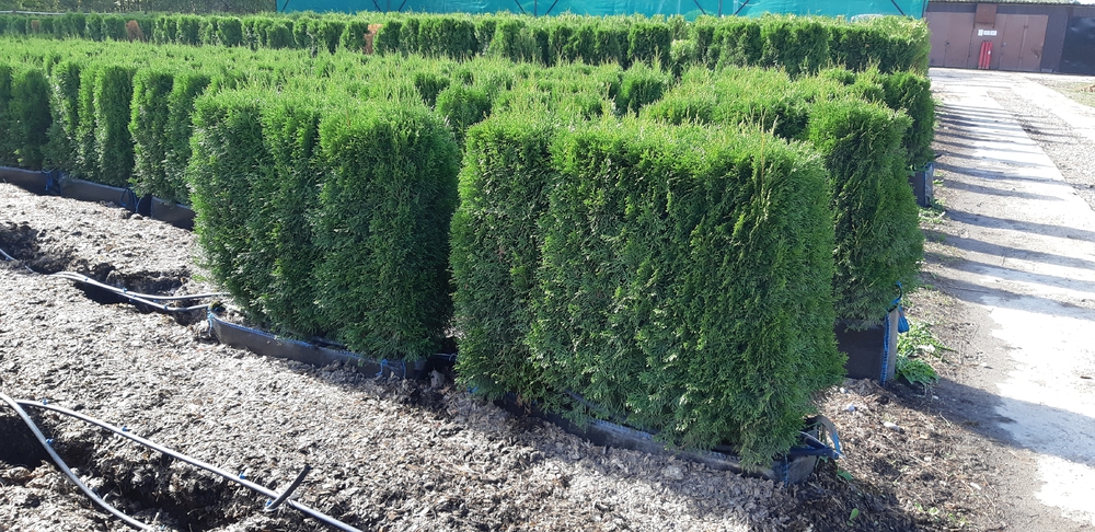 Туя западная Смарагд (Thuja occidentalis 'Smaragd')