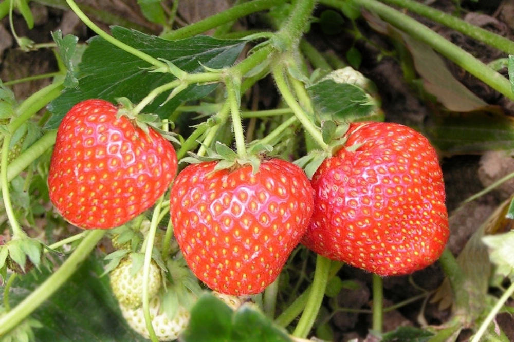 Земляника садовая Альфа (Fragaria x ananassa 'Alfa')