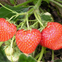 Земляника садовая Альфа (Fragaria x ananassa 'Alfa')