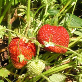 Земляника садовая Зенга Зенгана (Fragaria x ananassa 'Senga Sengana')