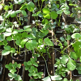 Земляника садовая Зенга Зенгана (Fragaria x ananassa 'Senga Sengana')