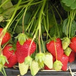 Земляника садовая Роксана (Fragaria x ananassa 'Roxana')