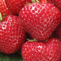 Земляника садовая Сельва (Fragaria x ananassa 'Selva')