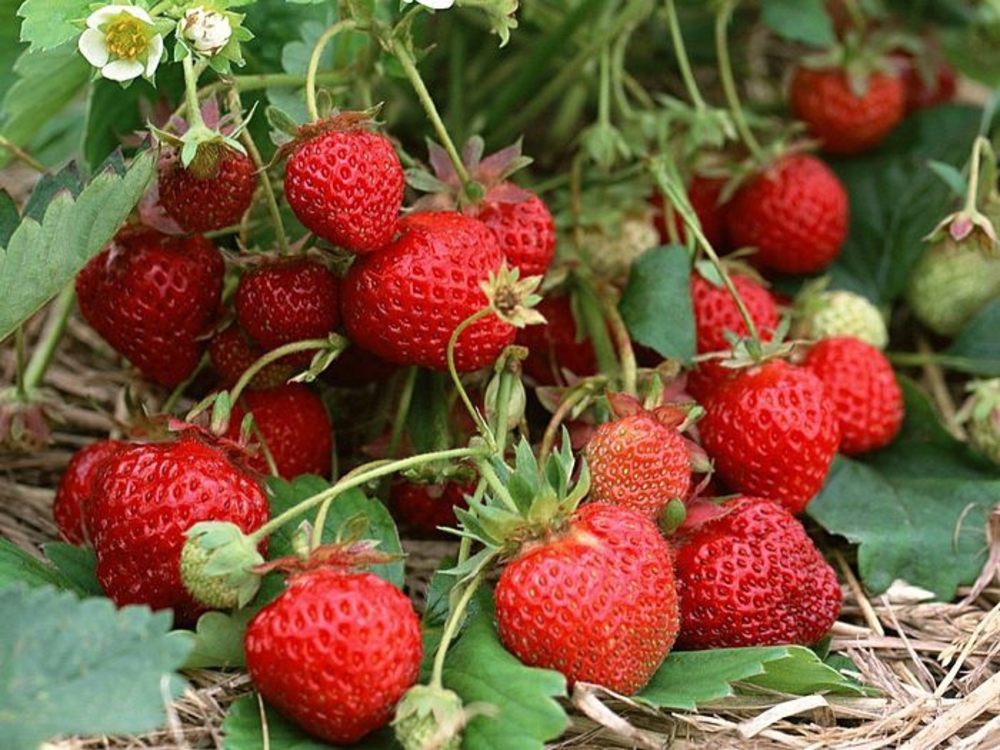 Земляника садовая Гирлянда (Fragaria x ananassa 'Girlyanda')