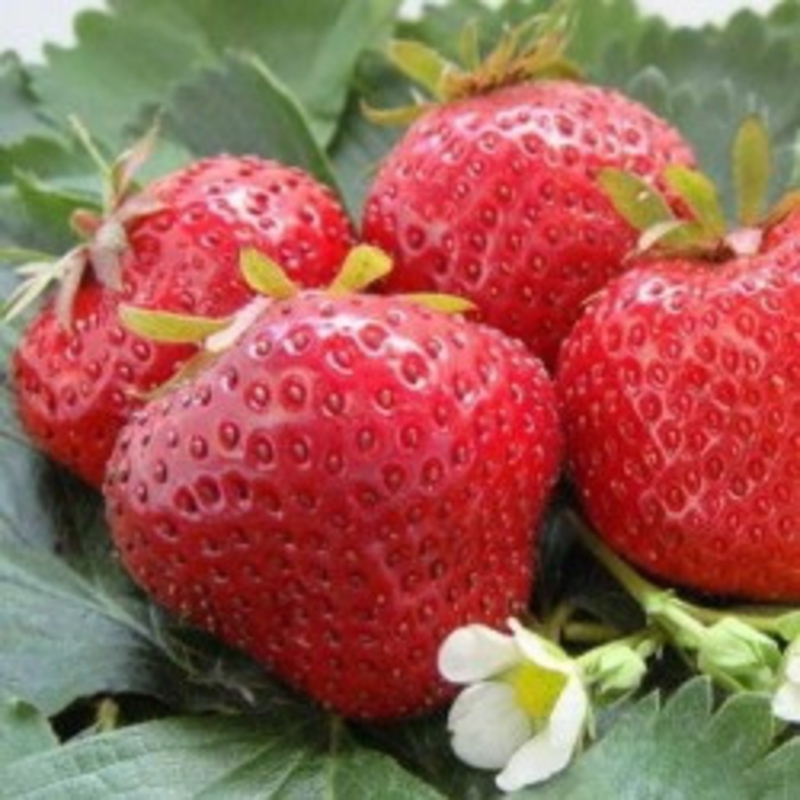 Земляника садовая Настена Сластена (Fragaria x ananassa 'Nastyona Slastyona')