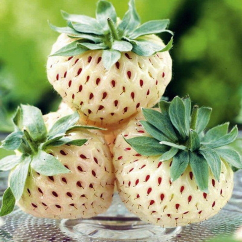 Земляника садовая Анабланка (Fragaria x ananassa 'Anablanca')