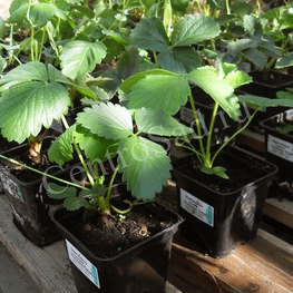 Земляника садовая Анабланка (Fragaria x ananassa 'Anablanca')