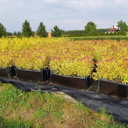 Спирея японская Голдфлейм (Spiraea japonica 'Goldflame')