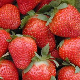 Земляника садовая Мальвина (Fragaria x ananassa 'Malwina')