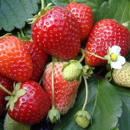 Земляника садовая Вечная весна (Fragaria x ananassa 'Vechnaya Vesna')